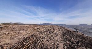 Torroella de Montgrí torna a exigir suport per netejar platges arran d’una altra acumulació de restes del Ter