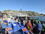 Roses inicia una nova temporada de visites al port pesquer amb un taller de suquet de peix