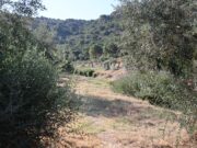 Roses manté 680.000 m2 de franges tallafocs cada any per prevenir incendis
